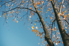 [A7M2] 가을....산책...일터로 가는 길... - 소니 Talk [A7M2] 가을....산책...일터로 가는 길...