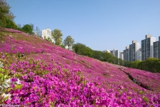[A7R3+Loxia21] 철쭉동산 - 소니 Talk [A7R3+Loxia21] 철쭉동산