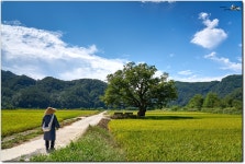 [A7R3]원정리 느티나무가 있는 풍경. - 팝코넷 | 베스트 게시판 [A7R3]원정리 느티나무가 있는 풍경.