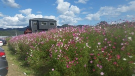 연천 코스모스 축제장 근황 - 소니 Talk 연천 코스모스 축제장 근황