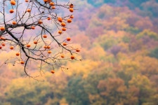 남평문씨 본리세거지 가을 단편들..... - 팝코넷 | 베스트 게시판 남평문씨 본리세거지 가을 단편들.....
