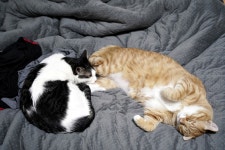 [A7M3+탐론2875] 편안히 잔다냥~ - 소니 Talk [A7M3+탐론2875] 편안히 잔다냥~