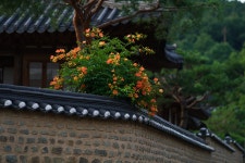 a99m2 +135.8za] 육신사 능소화 - 소니 Talk a99m2 +135.8za] 육신사 능소화