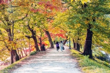[A7R2 + 핸펀] 가을여행중 관방제림에서... - 팝코넷 | 팝게&톡 이슈게시판 [A7R2 + 핸펀] 가을여행중 관방제림에서...