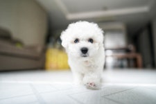 우리집 댕댕이 - 소니 Talk 우리집 댕댕이