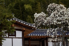 A7R4+la-ea5/135.8za] 대구 달성 육신사 목련 스냅 - 팝코넷 | 팝게&톡 이슈게시판 A7R4+la-ea5/135.8za]  대구 달성 육신사 목련 스냅