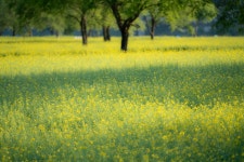 a7r3 삼양 35-150) 옥천 유채밭 .. - 소니 Talk a7r3 삼양 35-150) 옥천 유채밭 ..
