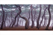 [α7Ⅳ+24105g] 흥덕왕릉 솔숲 - 팝코넷 | 팝게&톡 이슈게시판 [α7Ⅳ+24105g] 흥덕왕릉 솔숲