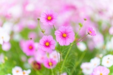 가을은 코스모스이지요........ - 소니 Talk 가을은 코스모스이지요........