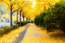 동네 버스정거장 가는 길..... - 소니 Talk 동네 버스정거장 가는 길.....