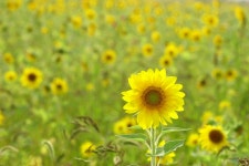 안산 해바라기 출사 - 해바라기 - 팝코넷 | 이벤트 갤러리 안산 해바라기 출사 - 해바라기