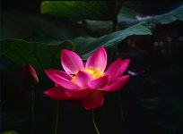 <645N+RVP100>연꽃 - 팝코넷 | 팝게&톡 이슈게시판 &lt;645N+RVP100&gt;연꽃