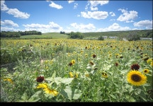 Lyman Orchards Farm ( Sunflower maze) - 해외 Talk Lyman Orchards Farm ( Sunflower maze)