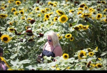 Lyman Orchards Farm ( Sunflower maze) - 해외 Talk Lyman Orchards Farm ( Sunflower maze)