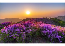 천상의 화원 - 팝코넷 | 베스트 갤러리 천상의 화원