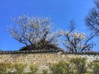 [IPHONE 6] 고즈넉한 담장너머 매화꽃 - 모바일 Talk [IPHONE 6] 고즈넉한 담장너머 매화꽃