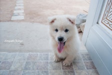 멍뭉이 테니 어린 시절 이야기~~~ - 포토에세이 멍뭉이 테니 어린 시절 이야기~~~