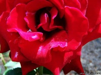 [Z740]...그대이름은....장미 - 팝코넷 | 포토 갤러리 [Z740]...그대이름은....장미