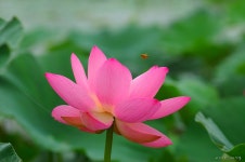 연사랑 - 팝코넷 | 포토 갤러리 연사랑