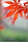바람, 그 안에서~~ - 팝코넷 | 포토 갤러리 바람, 그 안에서~~