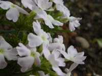 우리 화단... - 팝코넷 | 포토 갤러리 우리 화단...