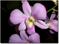 란 - 팝코넷 | 포토 갤러리 란