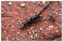 아침 일찍 부지런히~ - 팝코넷 | 포토 갤러리 아침 일찍 부지런히~