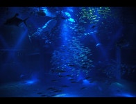 가이유칸 수족관 - 팝코넷 | 포토 갤러리 가이유칸 수족관