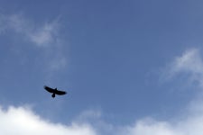 하늘 그리고 새 - 팝코넷 | 포토 갤러리 하늘 그리고 새