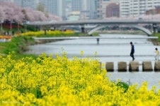 유채꽃필무렵 - 팝코넷 | 포토 갤러리 유채꽃필무렵