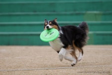 디스크독 - 팝코넷 | 포토 갤러리 디스크독