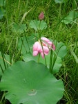 평화로운 연못~ - 팝코넷 | 포토 갤러리 평화로운 연못~