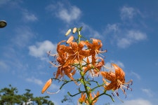 나리꽃 - 팝코넷 | 포토 갤러리 나리꽃