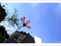 가을하늘그리기 - 팝코넷 | 포토 갤러리 가을하늘그리기