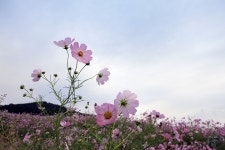 청산도의 가을 - 팝코넷 | 포토 갤러리 청산도의 가을