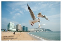 갈매기들의 날개짓 - 팝코넷 | 포토 갤러리 갈매기들의 날개짓