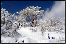 한라산 정상 가는길 - 팝코넷 | 포토 갤러리 한라산 정상 가는길