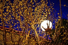 푸른 밤 - 팝코넷 | 포토 갤러리 푸른 밤