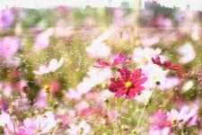 가을이 오면 - 팝코넷 | 포토 갤러리 가을이 오면