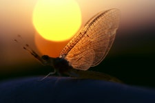 5월의 손님. 하루살이~ - 팝코넷 | 포토 갤러리 5월의 손님. 하루살이~