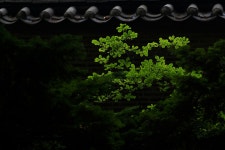 푸르름 - 팝코넷 | 포토 갤러리 푸르름