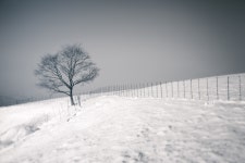 # 눈 그리고... 나무 - 팝코넷 | 포토 갤러리 # 눈 그리고... 나무