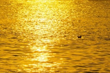 황금물결 - 팝코넷 | 포토 갤러리 황금물결