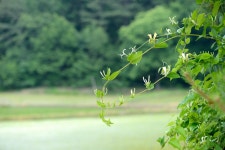 인동넝굴 - 팝코넷 | 포토 갤러리 인동넝굴