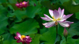 궁남지 연꽃(2) - 팝코넷 | 포토 갤러리 궁남지 연꽃(2)