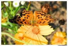 꽃과 나비 - 팝코넷 | 포토 갤러리 꽃과 나비