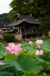 30D 경북봉화 여행 - 팝코넷 | 포토 갤러리 30D 경북봉화 여행