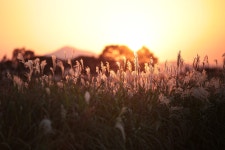 노을빛으로 물들인 억새 - 팝코넷 | 포토 갤러리 노을빛으로 물들인 억새
