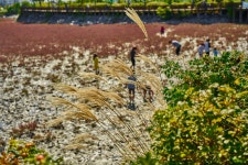 소래생태습지공원 - 팝코넷 | 포토 갤러리 소래생태습지공원