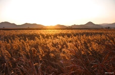 순천만 - 팝코넷 | 포토 갤러리 순천만